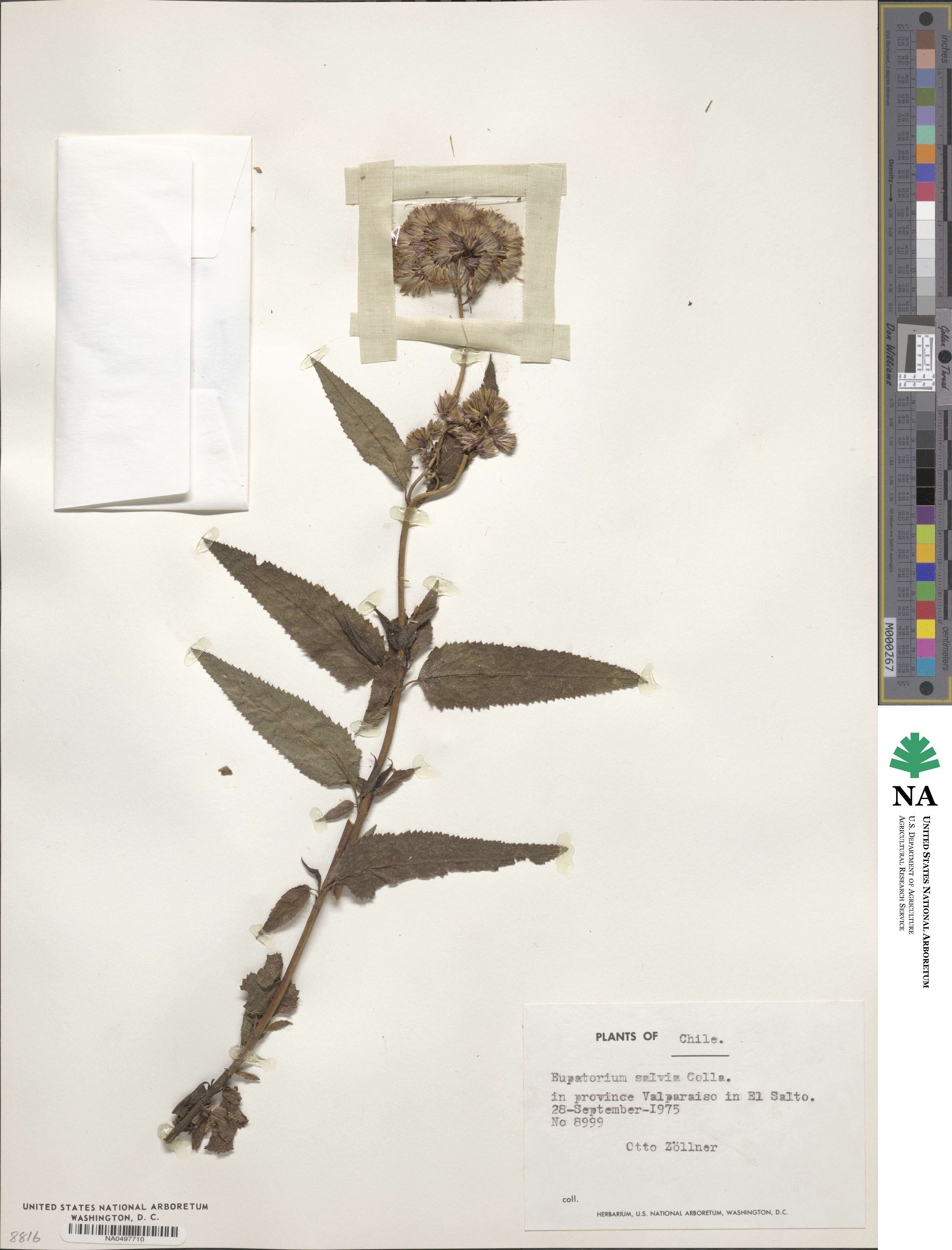 Aristeguietia salvia image