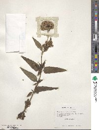 Aristeguietia salvia image