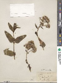 Aristeguietia salvia image