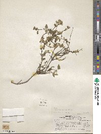 Ageratina scopulorum image