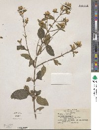 Chromolaena squalida image