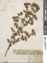 Image of Ageratina sternbergiana