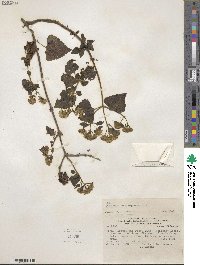 Ageratina sternbergiana image