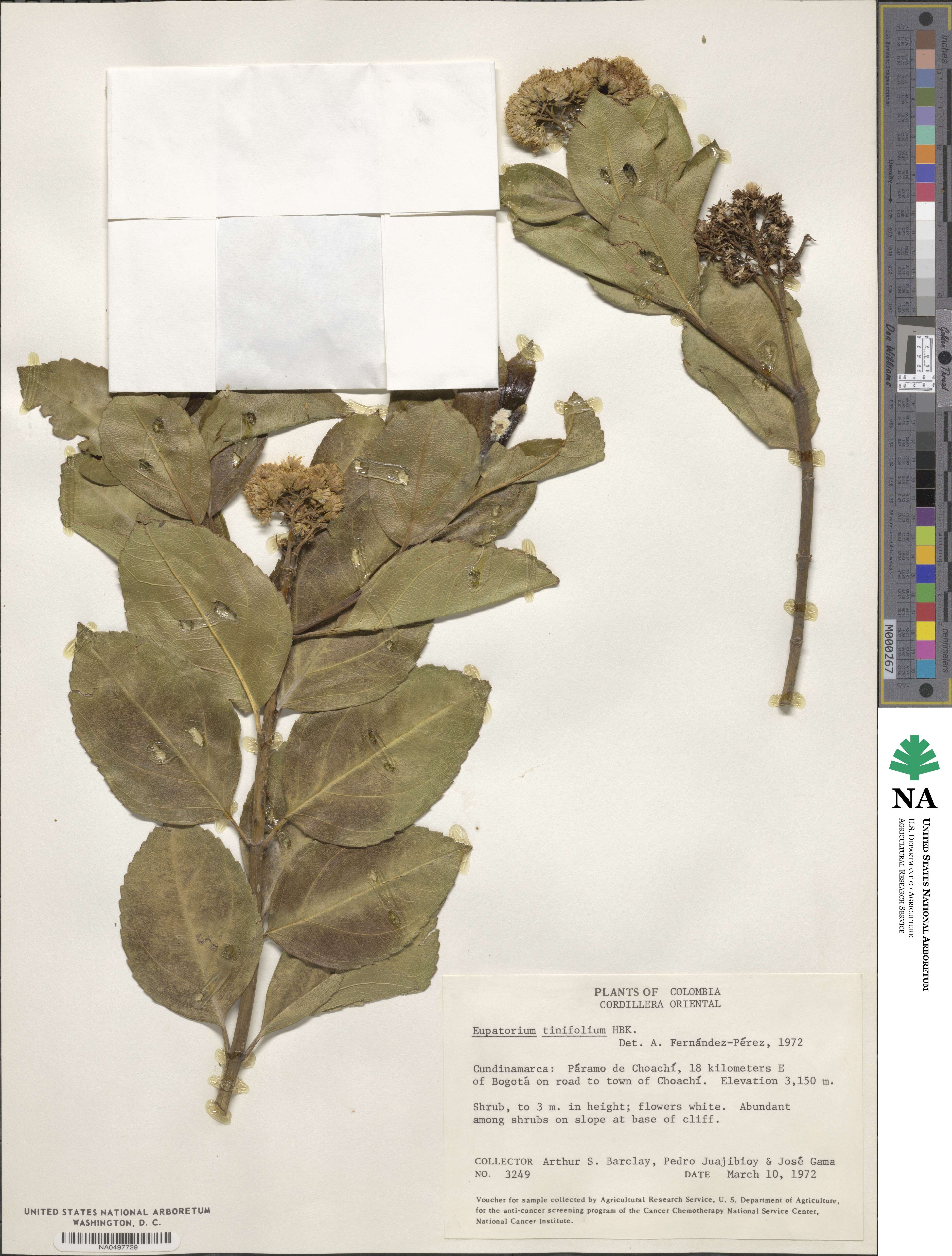 Ageratina tinifolia image