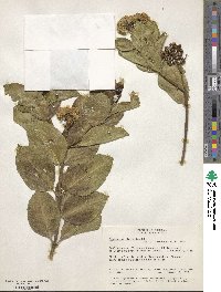 Image of Ageratina tinifolia