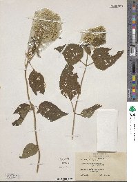 Hebeclinium macrophyllum image