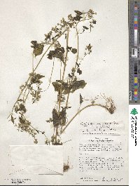 Fleischmannia microstemon image