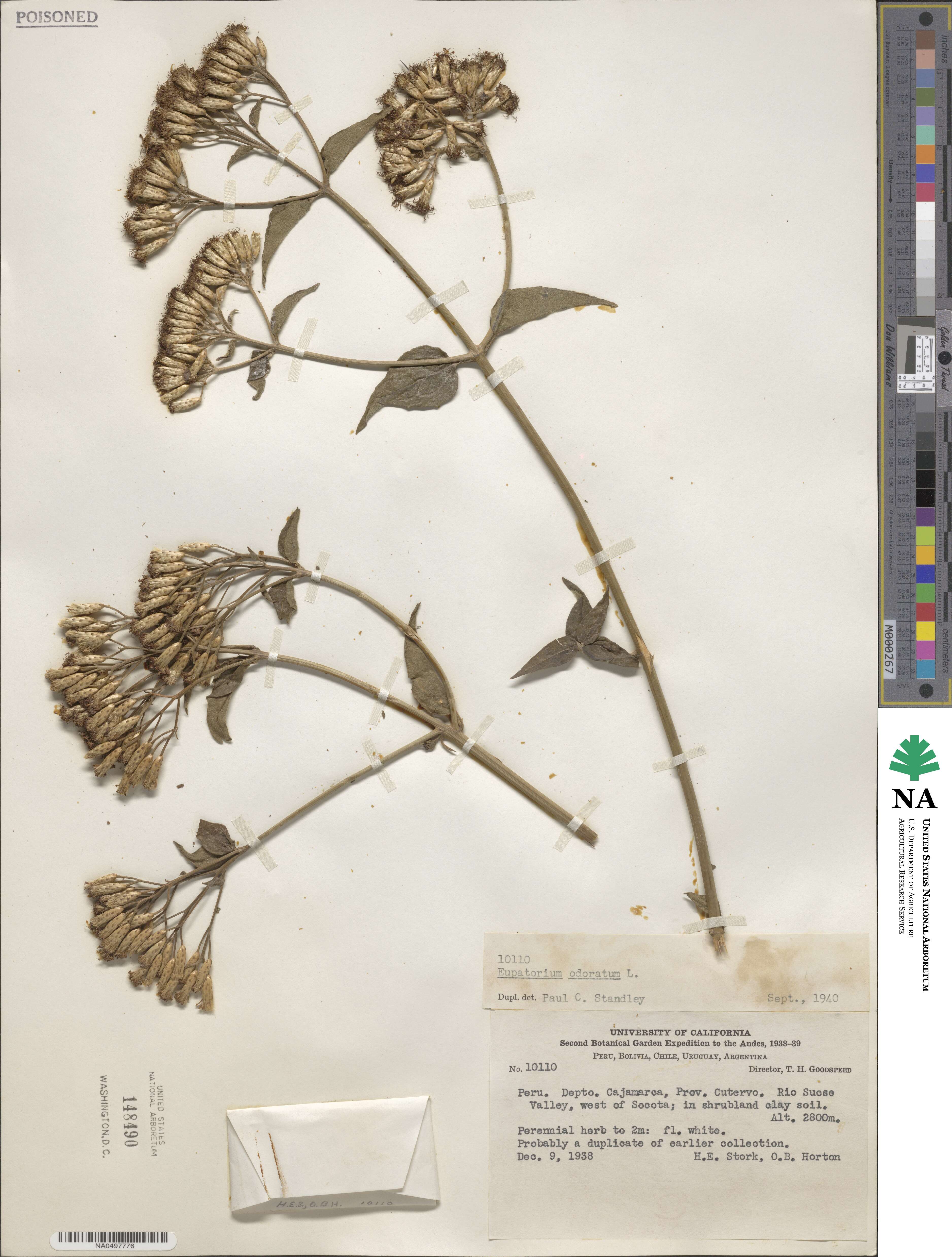 Eupatorium odoratum image