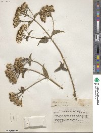 Eupatorium odoratum image