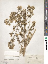 Austrobrickellia patens image