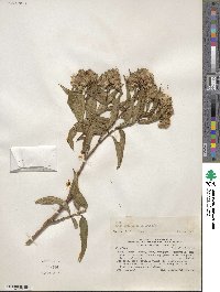 Image of Aristeguietia persicifolia