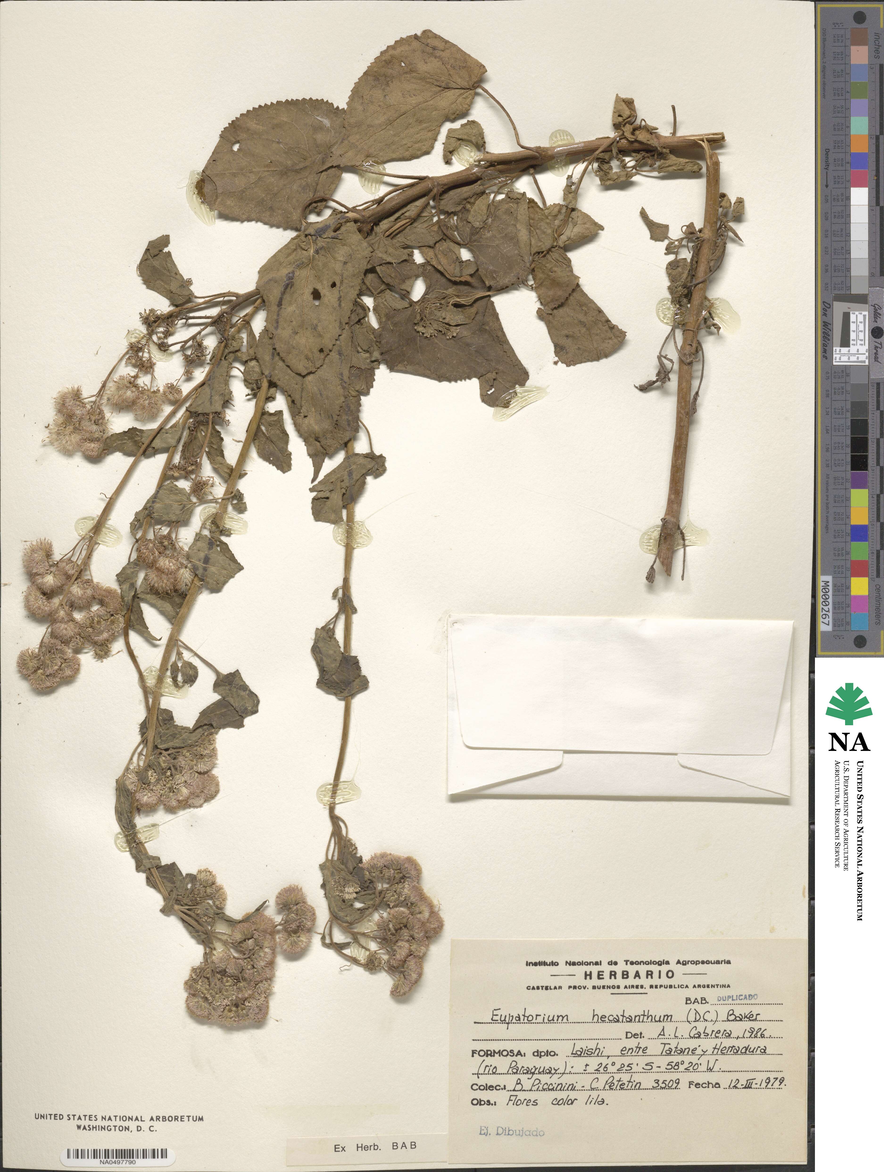 Eupatorium hecatanthum image