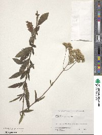 Eupatorium lindleyanum image