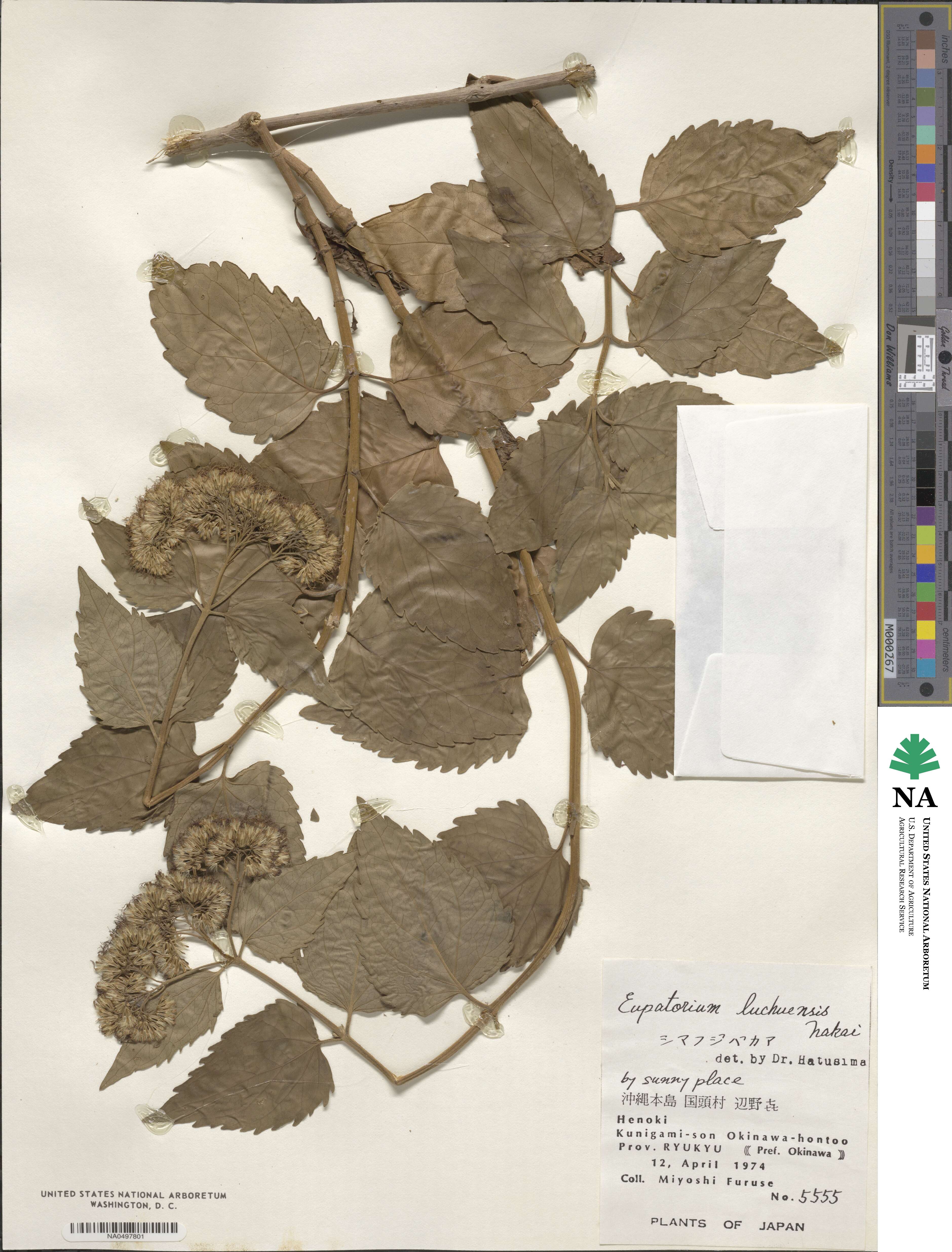 Eupatorium luchuense image
