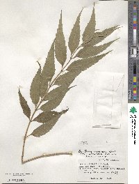 Eupatorium luchuense image