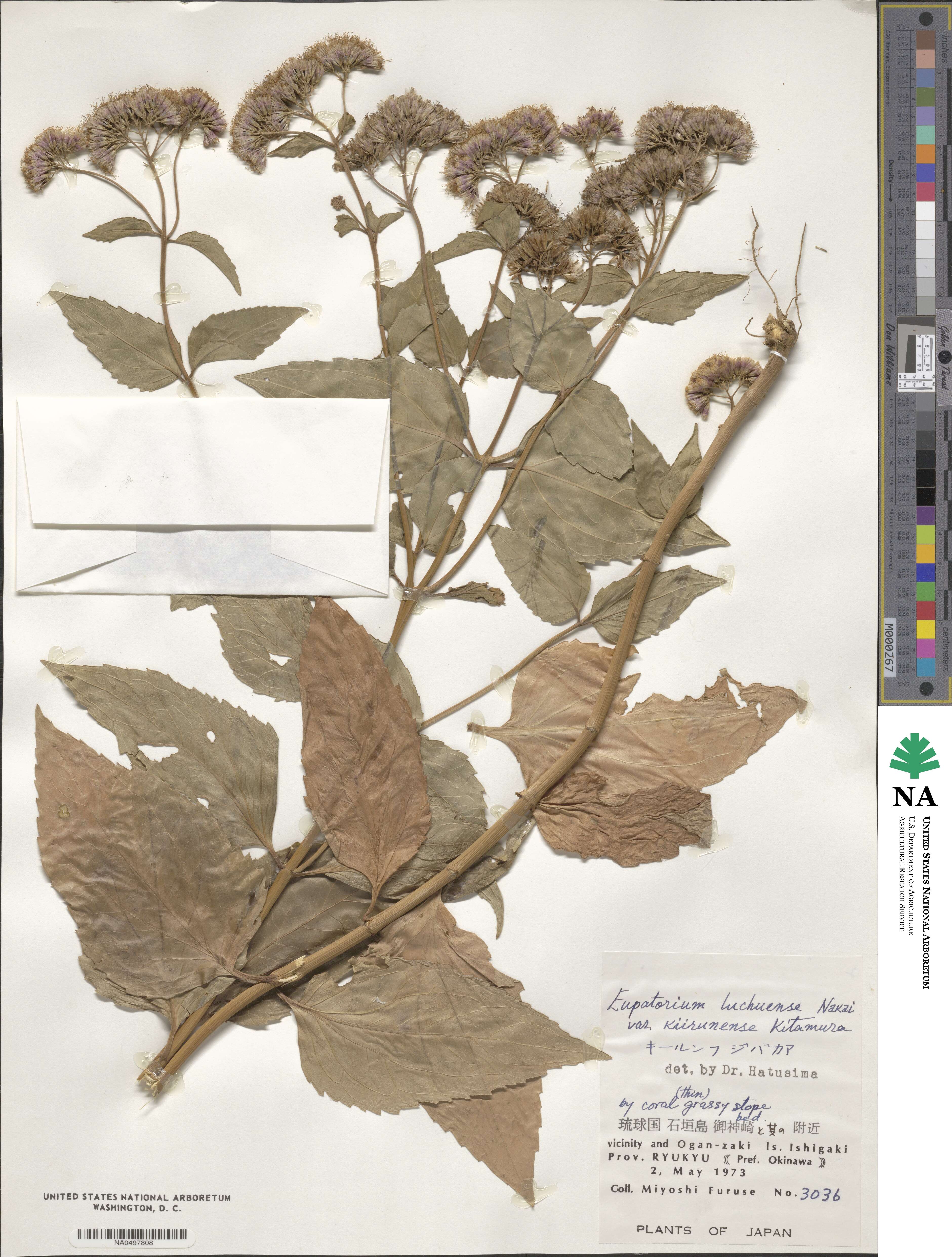 Eupatorium luchuense image