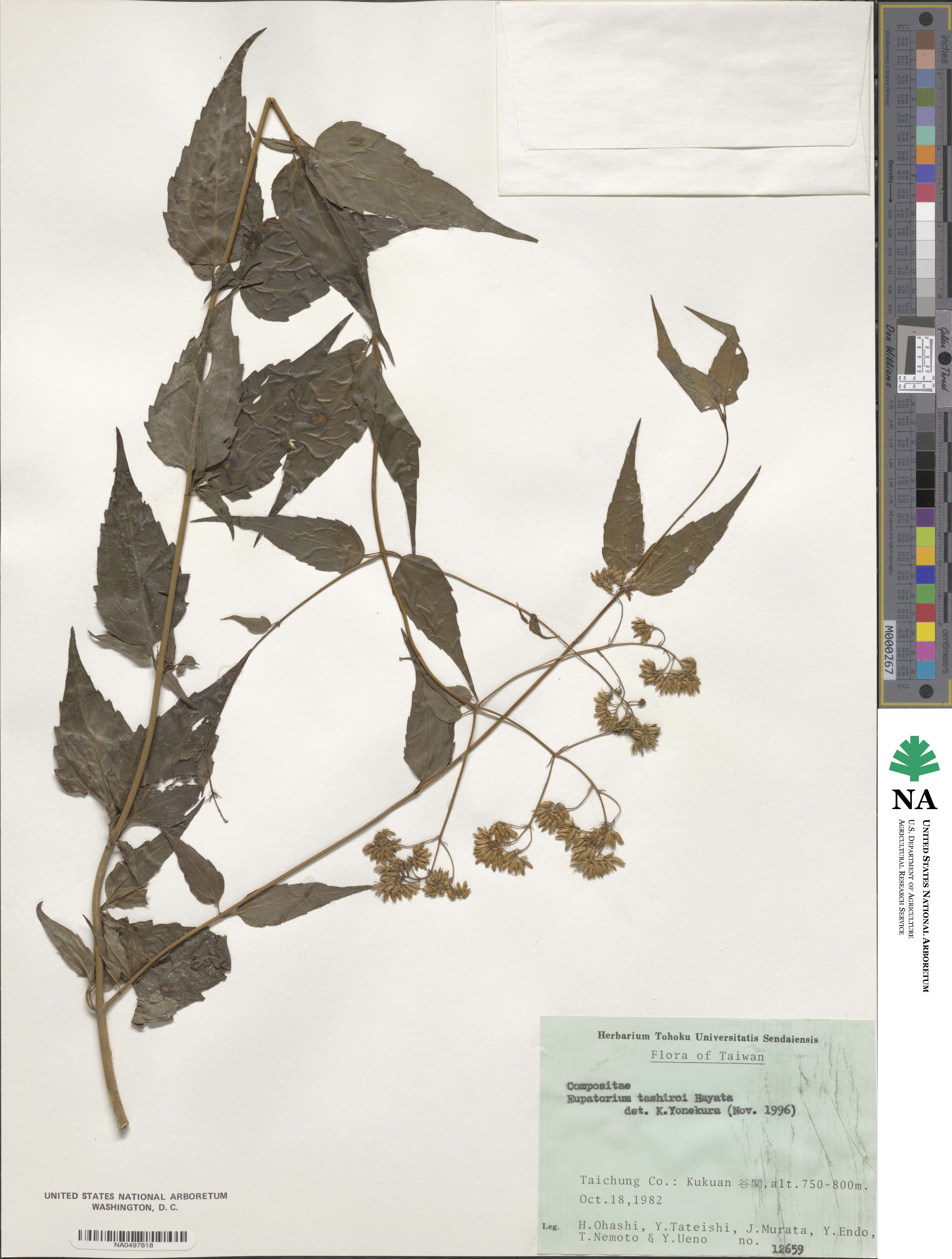 Eupatorium tashiroi image