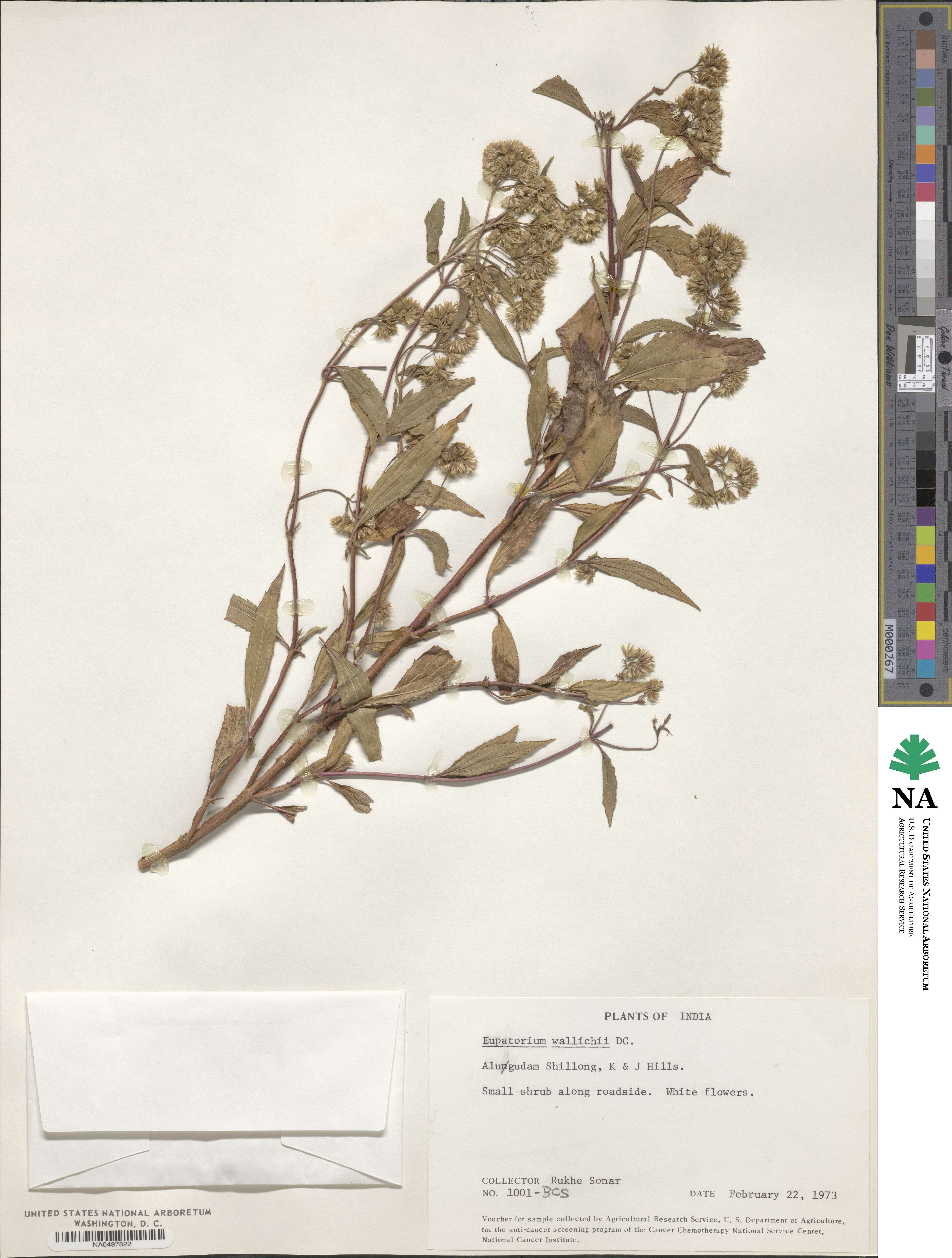 Eupatorium japonicum image