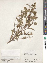 Image of Eupatorium japonicum