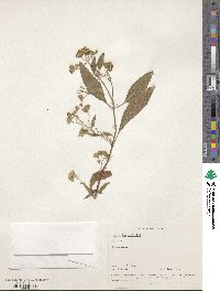 Eupatorium japonicum image