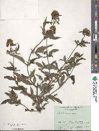 Eupatorium formosanum image