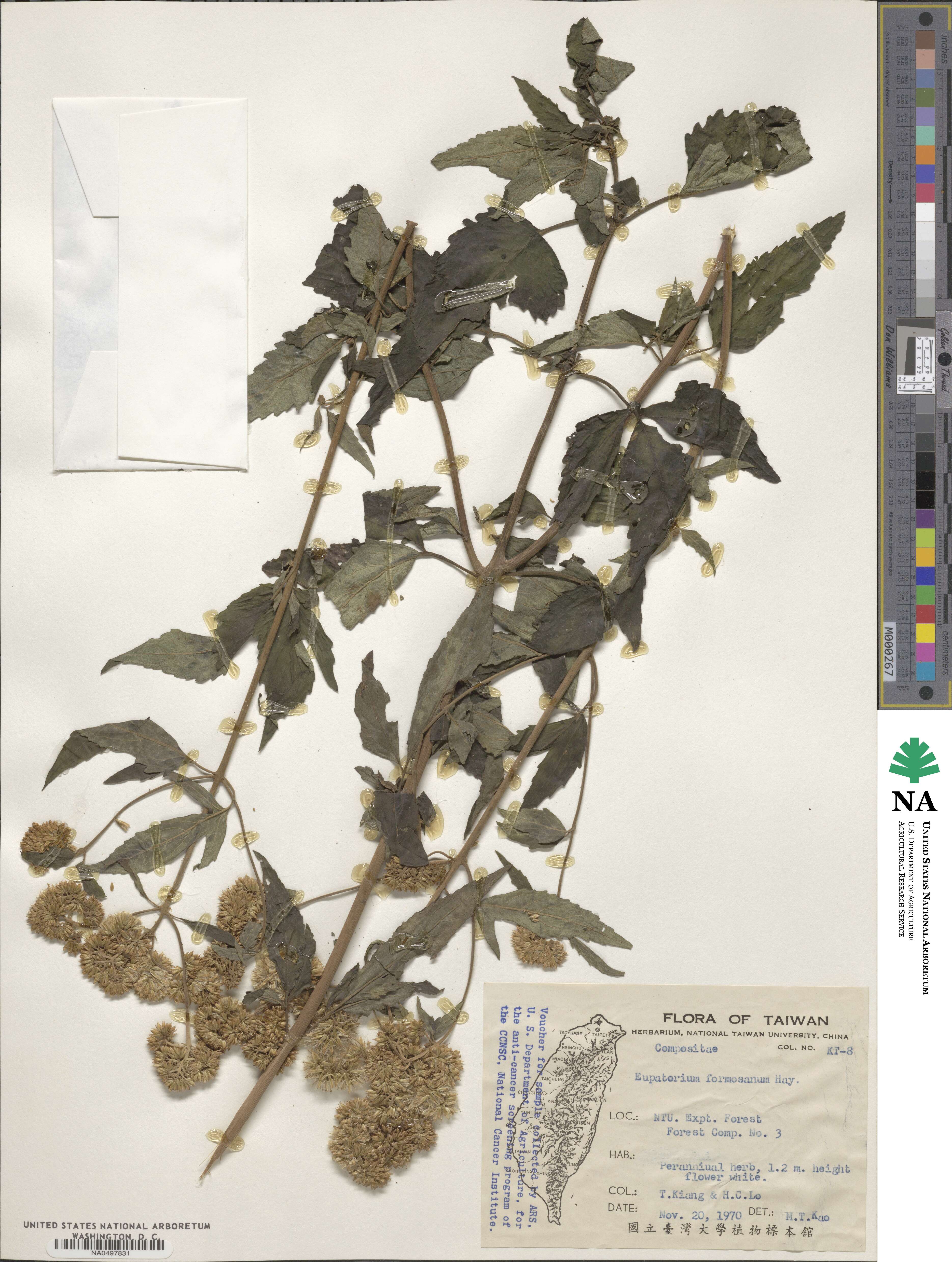 Eupatorium formosanum image