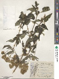 Eupatorium formosanum image