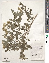 Eupatorium formosanum image