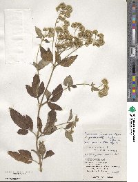 Eupatorium formosanum image