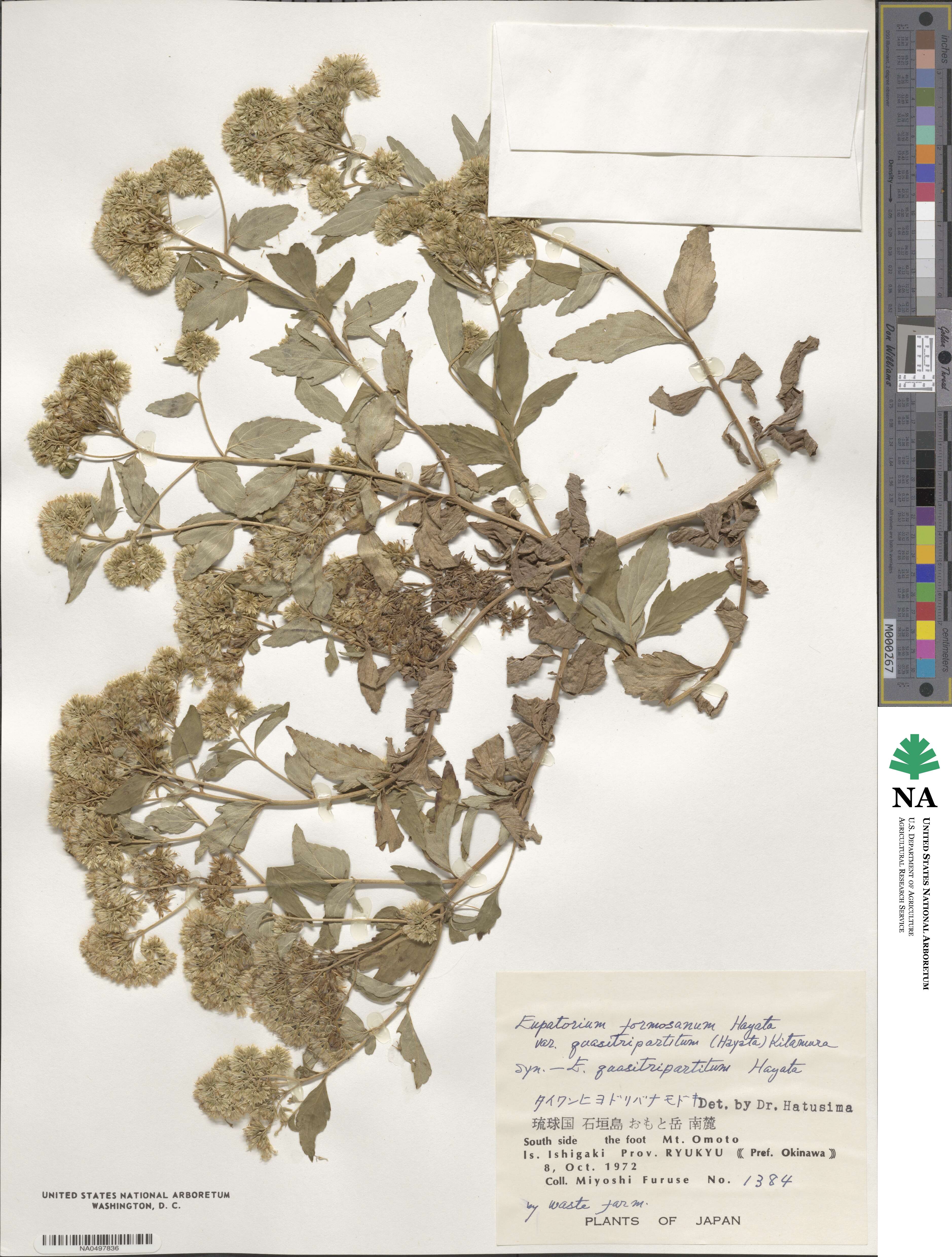 Eupatorium formosanum image