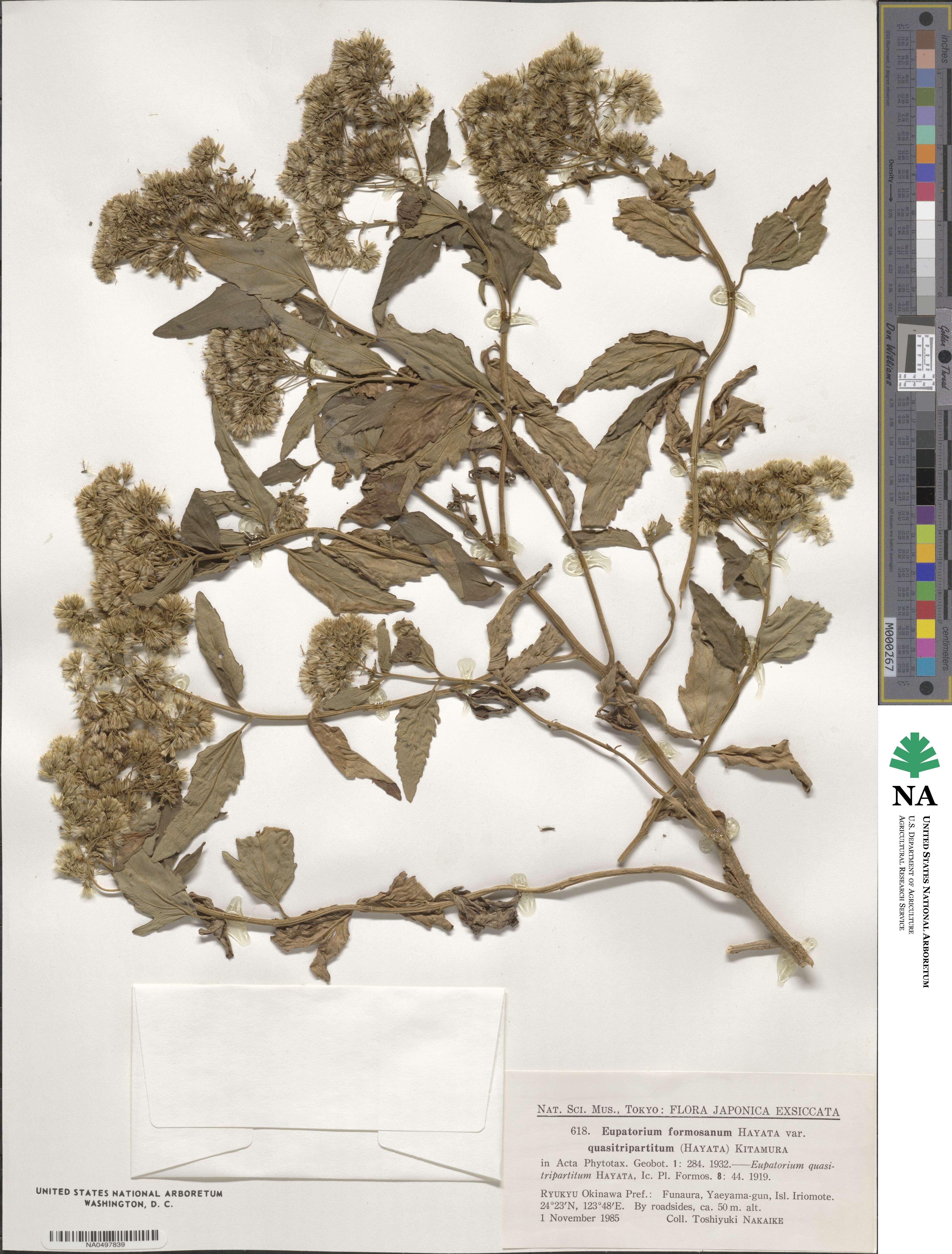 Eupatorium formosanum image