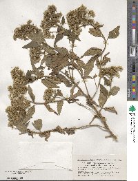 Eupatorium formosanum image