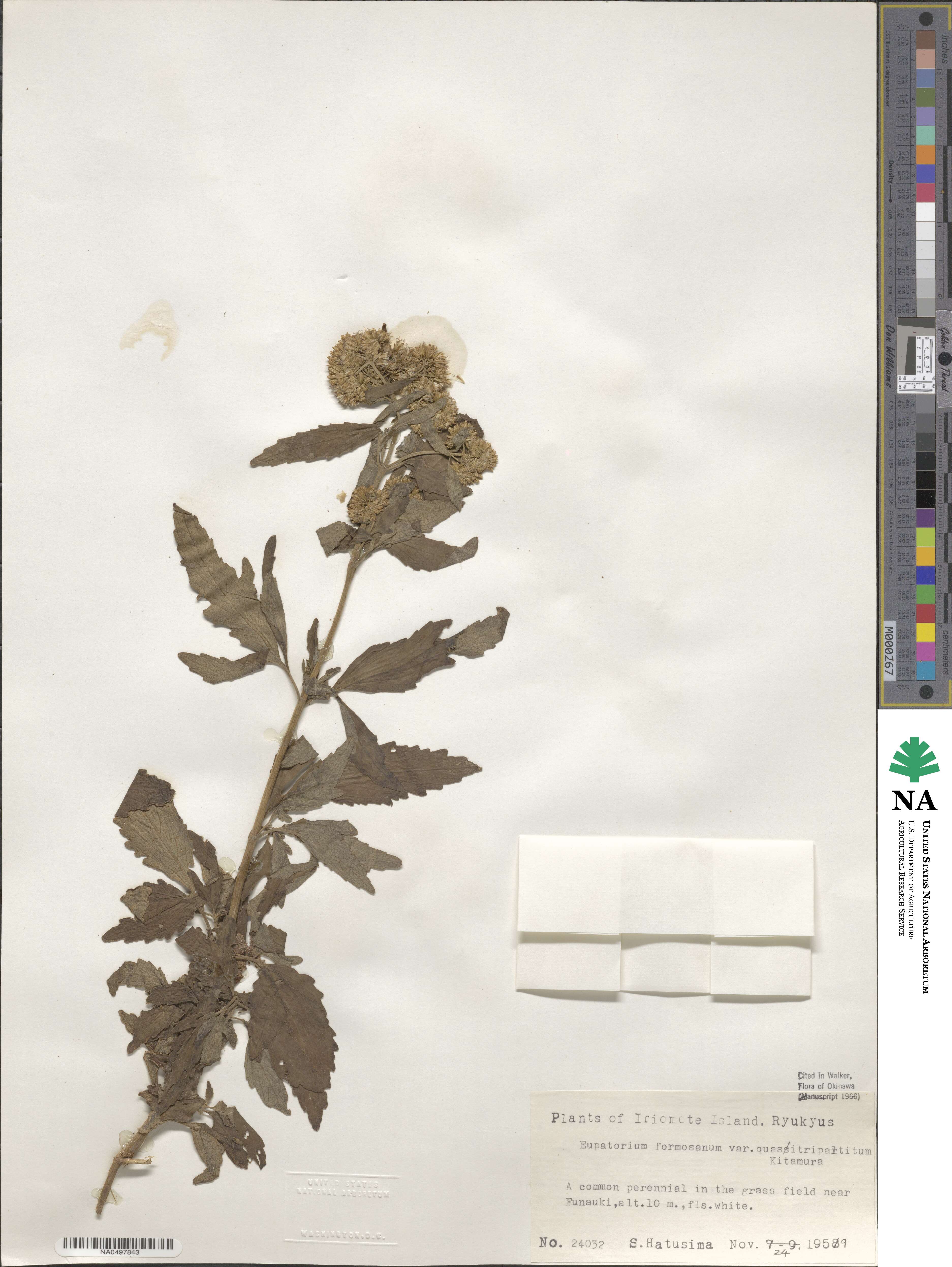 Eupatorium formosanum image