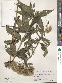 Eupatorium glehni image