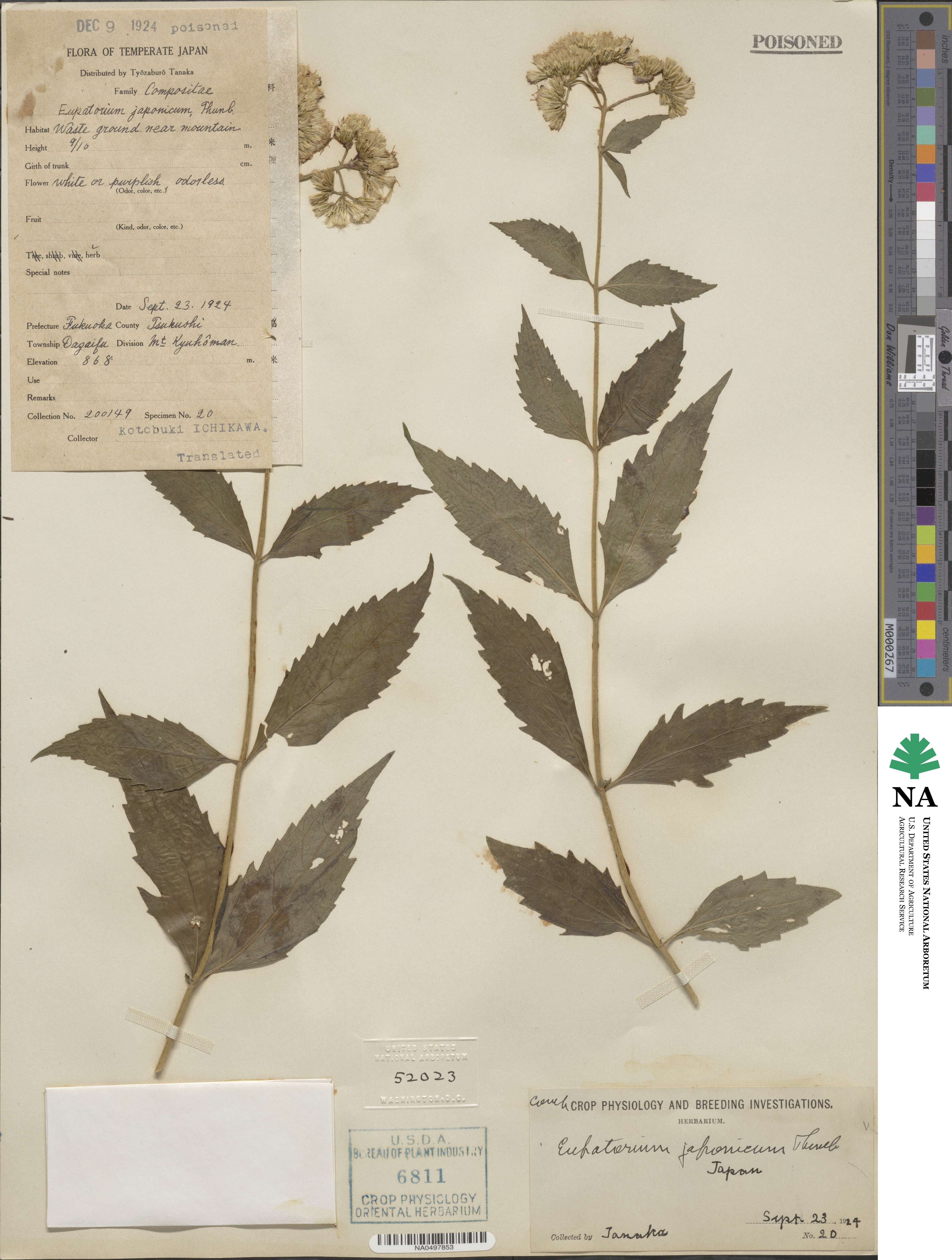 Eupatorium japonicum image