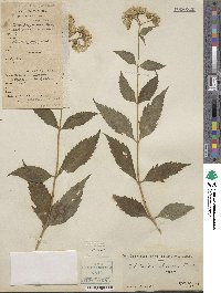 Eupatorium japonicum image