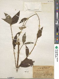 Eupatorium japonicum image