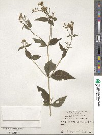 Eupatorium japonicum image