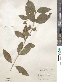 Eupatorium japonicum image