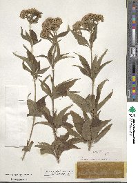 Eupatorium cannabinum image