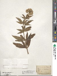 Eupatorium cannabinum image