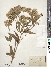 Eupatorium cannabinum image