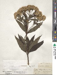 Eupatorium purpureum image