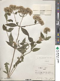 Eupatorium cannabinum image