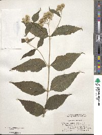 Eupatorium chinense image