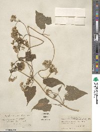 Mikania scandens image