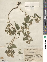 Mikania scandens image