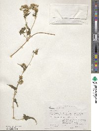 Mikania scandens image