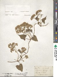 Mikania scandens image