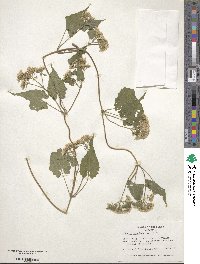 Mikania scandens image